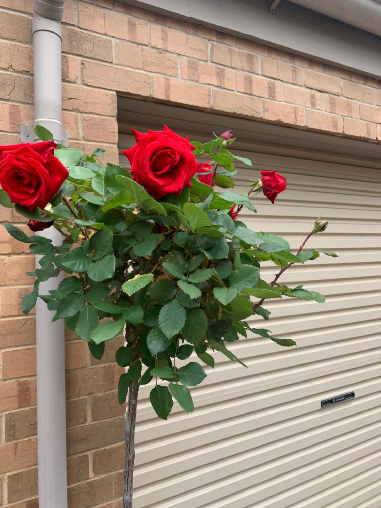 Adelaide Style Accommodation-Close To City-North Adelaide-3 Bdrm- Free Parking Buitenkant foto