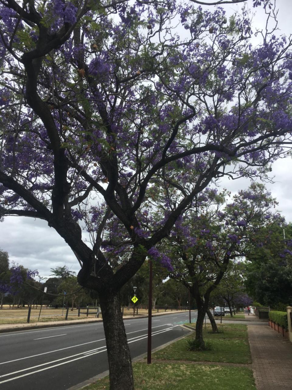 Adelaide Style Accommodation-Close To City-North Adelaide-3 Bdrm- Free Parking Buitenkant foto