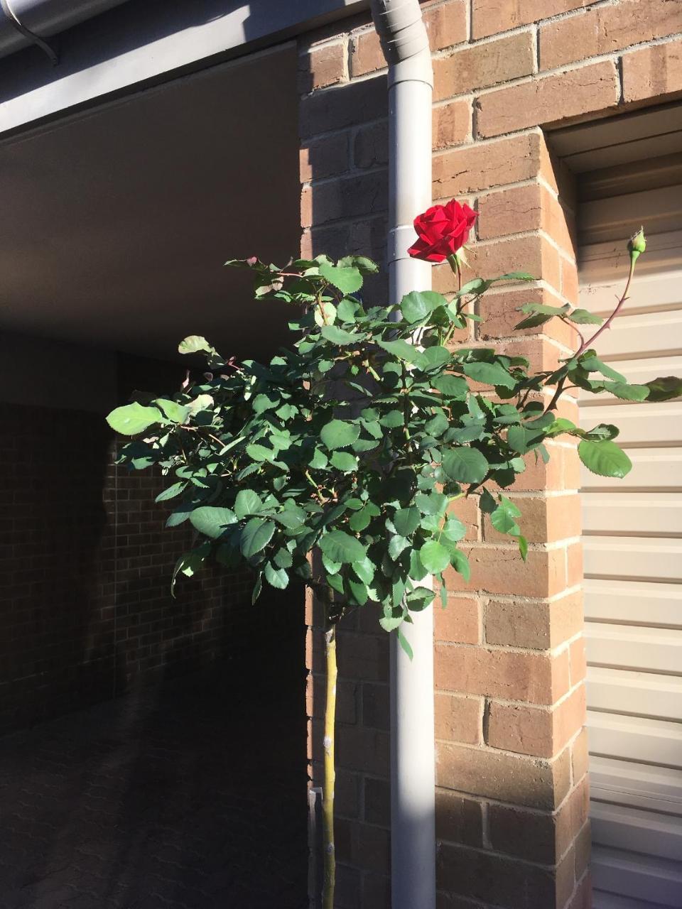 Adelaide Style Accommodation-Close To City-North Adelaide-3 Bdrm- Free Parking Buitenkant foto